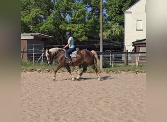 Schwarzwälder Fuchs Mix, Stute, 11 Jahre, 157 cm, Dunkelfuchs