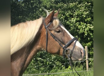 Schwarzwälder Fuchs Mix, Stute, 11 Jahre, 157 cm, Dunkelfuchs