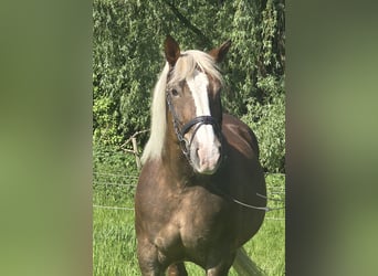 Schwarzwälder Fuchs Mix, Stute, 11 Jahre, 157 cm, Dunkelfuchs