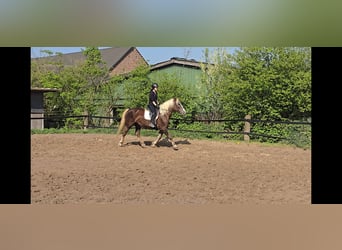 Schwarzwälder Fuchs, Stute, 11 Jahre, 158 cm, Dunkelfuchs