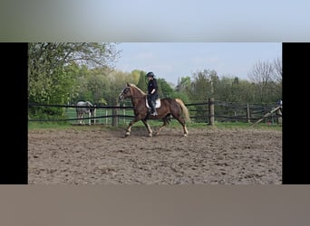 Schwarzwälder Fuchs, Stute, 11 Jahre, 158 cm, Dunkelfuchs