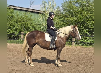 Schwarzwälder Fuchs, Stute, 11 Jahre, 158 cm, Dunkelfuchs