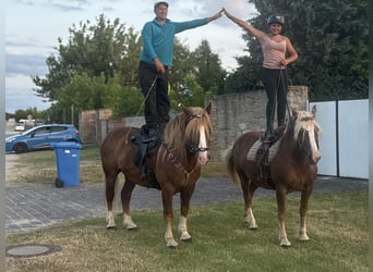 Schwarzwälder Fuchs, Stute, 13 Jahre, 152 cm, Fuchs