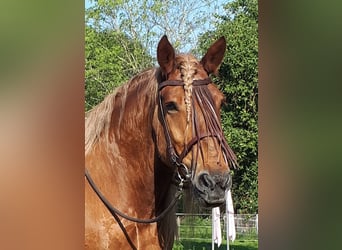 Schwarzwälder Fuchs Mix, Stute, 14 Jahre, 152 cm, Roan-Red