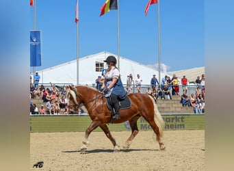 Schwarzwälder Fuchs, Stute, 14 Jahre, 154 cm, Dunkelfuchs