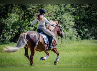 Schwarzwälder Fuchs, Stute, 21 Jahre, 144 cm, Dunkelfuchs