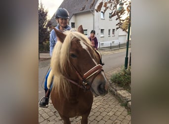 Schwarzwälder Fuchs, Stute, 21 Jahre, 148 cm, Dunkelfuchs