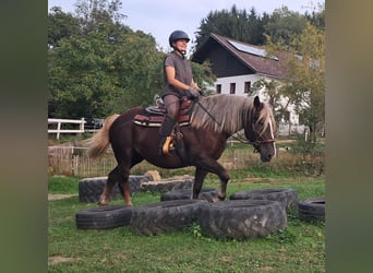 Schwarzwälder Fuchs, Stute, 3 Jahre, 148 cm, Dunkelfuchs