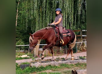 Schwarzwälder Fuchs, Stute, 3 Jahre, 148 cm, Dunkelfuchs