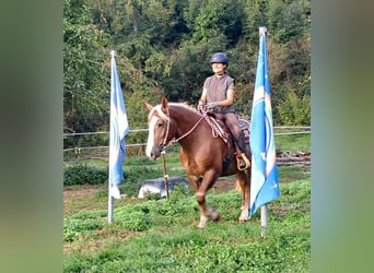 Schwarzwälder Fuchs Mix, Stute, 3 Jahre, 157 cm, Fuchs