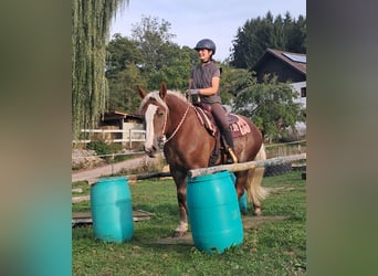 Schwarzwälder Fuchs Mix, Stute, 3 Jahre, 157 cm, Fuchs