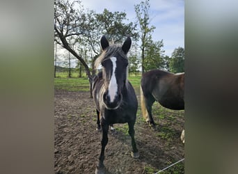 Schwarzwälder Fuchs, Stute, 4 Jahre, 143 cm, Dunkelfuchs