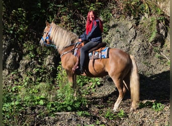 Schwarzwälder Fuchs Mix, Stute, 4 Jahre, 153 cm, Fuchs