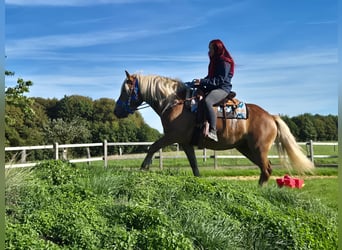 Schwarzwälder Fuchs Mix, Stute, 4 Jahre, 153 cm, Fuchs