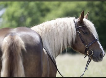 Schwarzwälder Fuchs, Stute, 5 Jahre