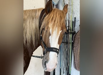 Schwarzwälder Fuchs Mix, Stute, 7 Jahre, 156 cm