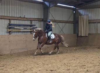 Schwarzwälder Fuchs Mix, Stute, 8 Jahre, 156 cm