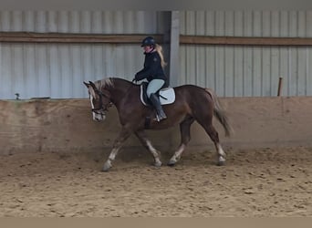 Schwarzwälder Fuchs Mix, Stute, 8 Jahre, 156 cm