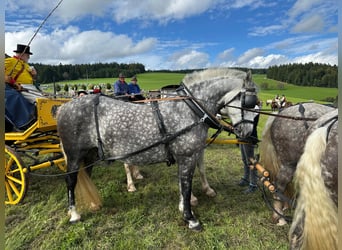 Schwarzwälder Fuchs Mix, Stute, 8 Jahre, 158 cm, Apfelschimmel