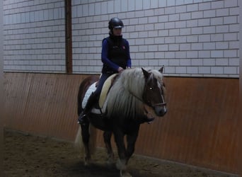 Schwarzwälder Fuchs, Wallach, 17 Jahre, 152 cm, Dunkelfuchs
