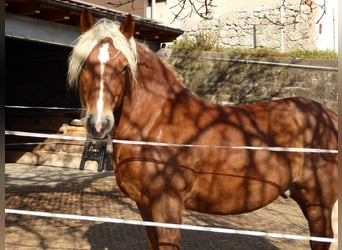 Schwarzwälder Fuchs, Wallach, 17 Jahre, 152 cm, Dunkelfuchs