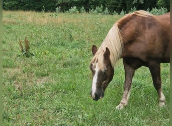 Schwarzwälder Fuchs, Wallach, 23 Jahre, 160 cm, Fuchs