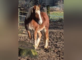 Schwarzwälder Fuchs Mix, Wallach, 2 Jahre, 150 cm, Dunkelfuchs