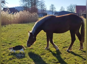 Schwarzwälder Fuchs, Wallach, 2 Jahre, 153 cm, Dunkelfuchs