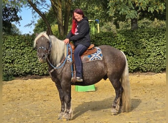 Schwarzwälder Fuchs Mix, Wallach, 4 Jahre, 153 cm, Dunkelfuchs