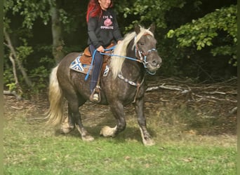 Schwarzwälder Fuchs Mix, Wallach, 4 Jahre, 153 cm, Dunkelfuchs