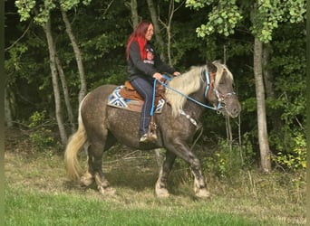 Schwarzwälder Fuchs Mix, Wallach, 4 Jahre, 153 cm, Dunkelfuchs