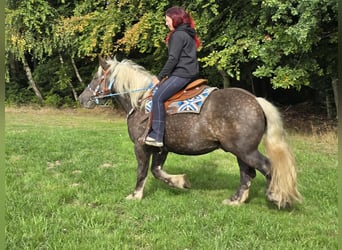 Schwarzwälder Fuchs Mix, Wallach, 4 Jahre, 153 cm, Dunkelfuchs
