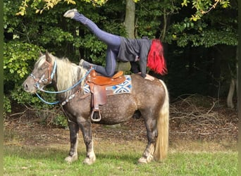 Schwarzwälder Fuchs Mix, Wallach, 4 Jahre, 153 cm, Dunkelfuchs