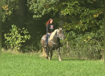 Schwarzwälder Fuchs Mix, Wallach, 4 Jahre, 153 cm, Dunkelfuchs