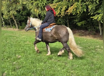 Schwarzwälder Fuchs Mix, Wallach, 4 Jahre, 153 cm, Dunkelfuchs