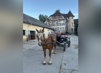 Schwarzwälder Fuchs, Wallach, 4 Jahre, 155 cm