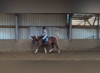 Schwarzwälder Fuchs Mix, Wallach, 4 Jahre, 156 cm, Fuchs