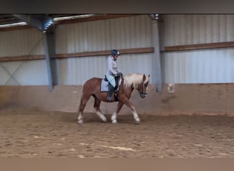Schwarzwälder Fuchs Mix, Wallach, 4 Jahre, 156 cm, Fuchs
