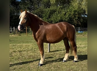 Schwarzwälder Fuchs Mix, Wallach, 4 Jahre, 156 cm, Fuchs