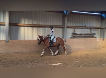 Schwarzwälder Fuchs Mix, Wallach, 4 Jahre, 156 cm, Fuchs