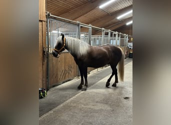 Schwarzwälder Fuchs, Wallach, 5 Jahre, 152 cm, Fuchs