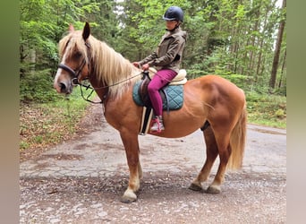 Schwarzwälder Fuchs, Wallach, 6 Jahre, 160 cm, Fuchs