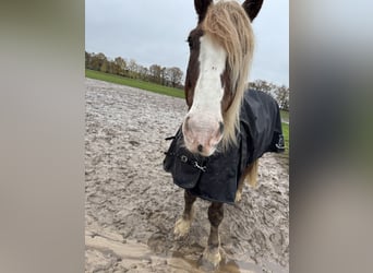Schwarzwälder Fuchs, Wallach, 9 Jahre, 160 cm, Fuchs