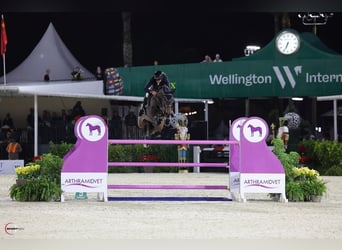 Schwedisches Warmblut, Unbekannt, Embryo