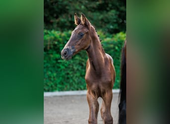 Schwedisches Warmblut, Hengst, 1 Jahr, 168 cm, Dunkelbrauner