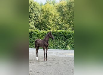 Schwedisches Warmblut, Hengst, 1 Jahr, 168 cm, Dunkelbrauner