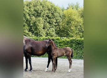 Schwedisches Warmblut, Hengst, 1 Jahr, 168 cm, Dunkelbrauner