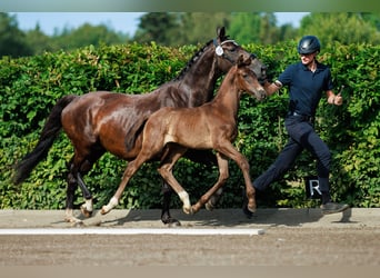 Schwedisches Warmblut, Hengst, 1 Jahr, 168 cm, Dunkelbrauner