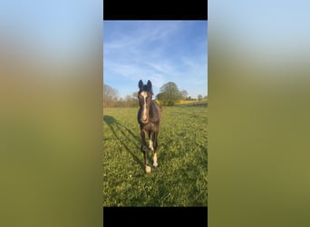 Schwedisches Warmblut, Hengst, 1 Jahr, 169 cm, Apfelschimmel