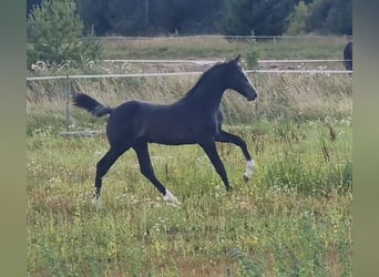 Schwedisches Warmblut, Hengst, 1 Jahr, 170 cm, Apfelschimmel